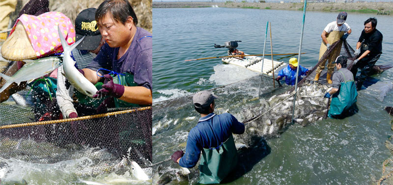 虱目魚、石斑魚、鱸魚、白蝦等為高雄水產養殖的大宗。（圖∕張簡英豪 攝）