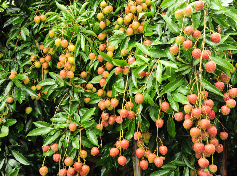 初夏正是大樹玉荷包成熟期。（圖∕鮑忠暉 攝）