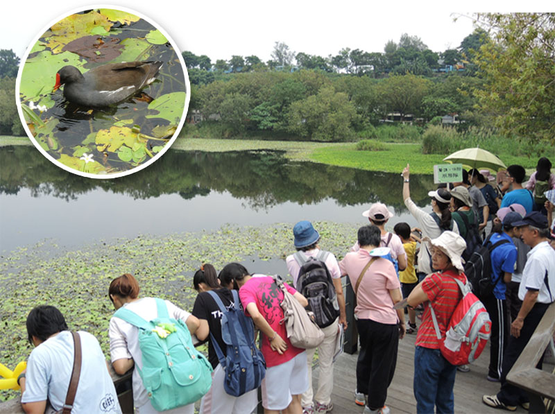 鳥松濕地公園常常可看見紅冠水雞悠游其間。（圖∕徐世雄 攝）