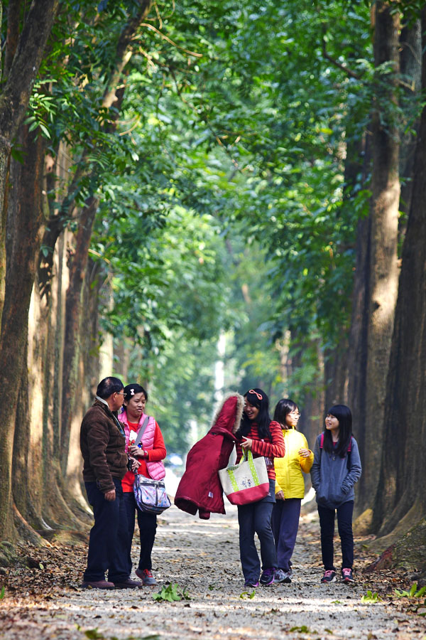 新威森林公園的桃花心木大道總是吸引遊客流連忘返。（圖∕張簡英豪 攝）