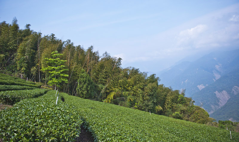 寶山山頭上的茶園。（圖∕鮑忠暉 攝）