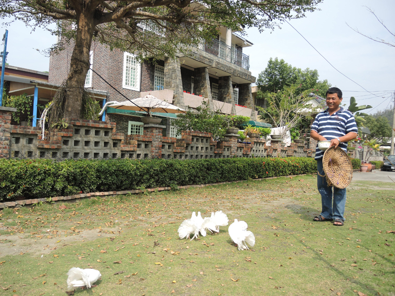 老頭民宿主人飼養許多可愛小動物。（圖∕徐世雄 攝）