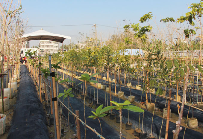 鳳誠社區經市府輔導成為社區園藝行，苗木培育區花木成排。（圖∕謝冠儀 攝）