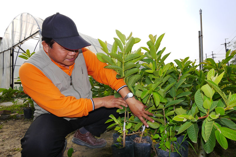 金山社區芭樂生態園區傳承果樹栽植經驗。（圖∕張簡英豪 攝）