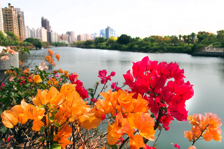 高雄處處有美麗花朵盛開，有如一座花園城市。（圖∕張筧 攝）