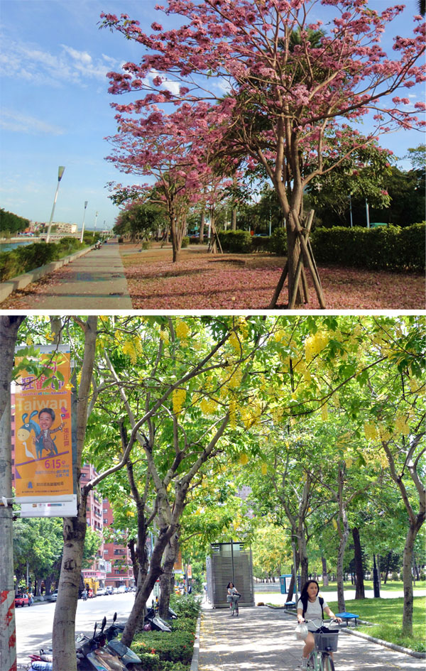 風鈴木與阿勃勒為城市增添繽紛色彩。（圖∕張筧 攝‧李士豪 攝）