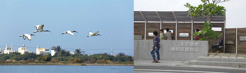 永安溼地上空候鳥飛翔吸引賞鳥客。（圖∕茄萣生態文化協會 提供）