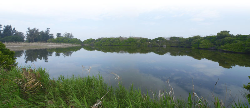 永安溼地周邊長滿紅樹林植物。（圖∕張簡英豪 攝）