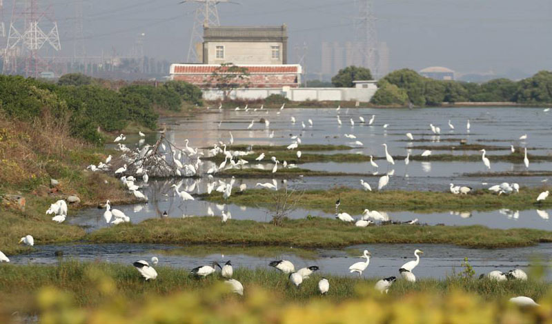 永安的烏樹林鹽場如今已成野鳥天堂。（圖∕茄萣生態文化協會 提供）