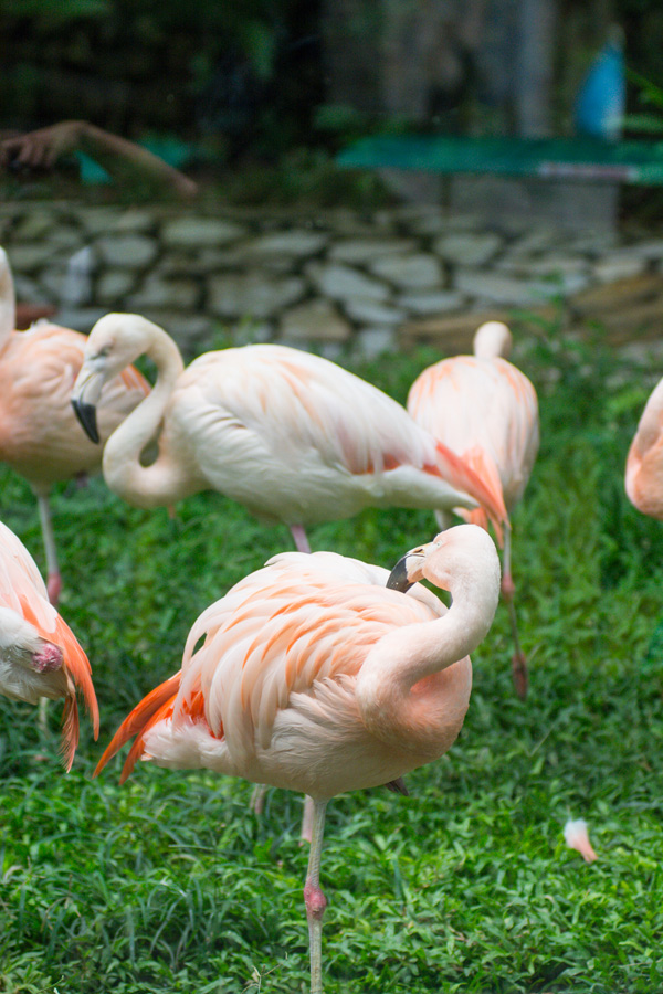 進入壽山動物園大門就可見到可愛的智利紅鶴。（圖∕李士豪 攝）