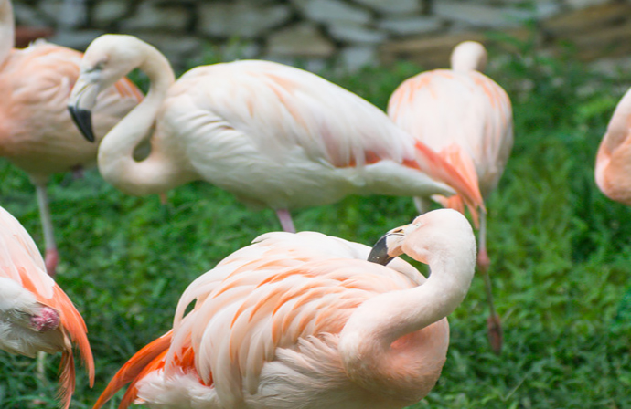 童年快樂天堂  壽山動物園親子遊