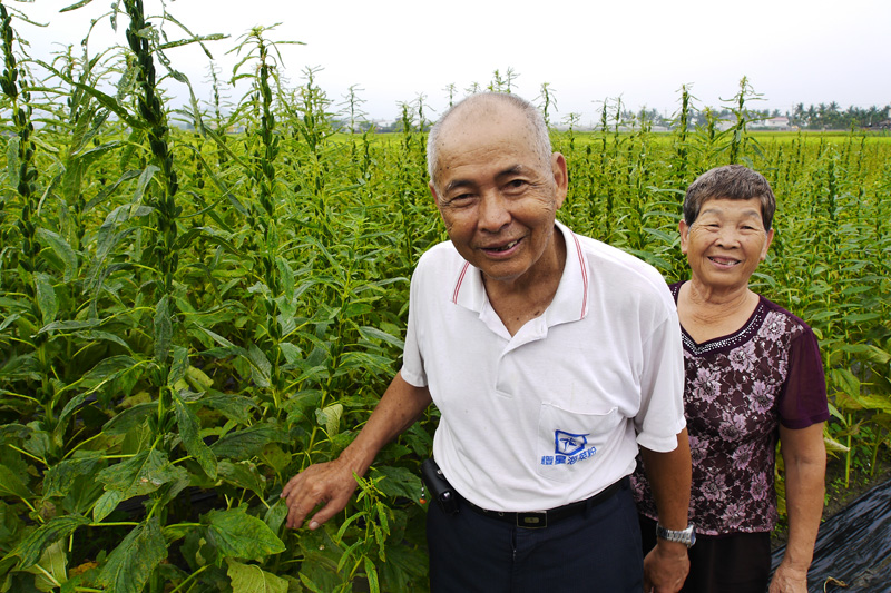 吳重雄老夫妻巡視自家的無毒芝麻田。（圖∕張簡英豪 攝）