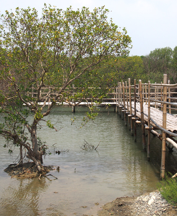 林園海洋濕地公園內珍貴的海茄苳紅樹林。（圖∕張筧 攝）