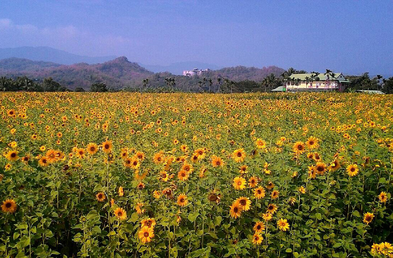 春遊高雄　花園宜居城市百花綻放　