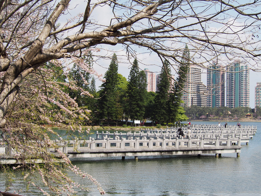 風光旖旎的澄清湖九曲橋，有許多人的美好回憶。（圖∕張筧 攝）