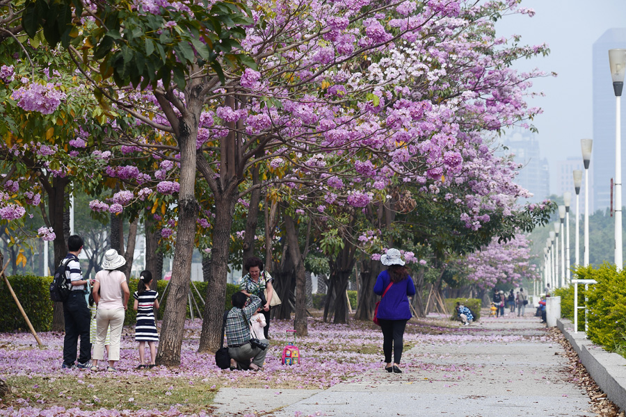 街道上盛開的紅花風鈴木，帶來柔美景致。（圖∕張簡英豪 攝）