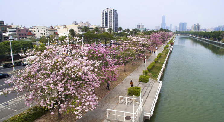 前鎮河畔紅花風鈴木綻放，形塑高雄美麗水岸風情。（圖∕張簡英豪 攝）