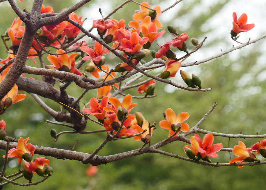 木棉花在枝頭艷麗綻放。（圖∕張簡英豪 攝）