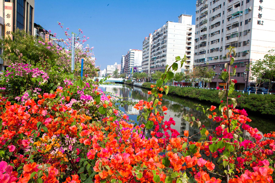 幸福川周邊色彩豔麗的九重葛。（圖∕高志宏 攝）