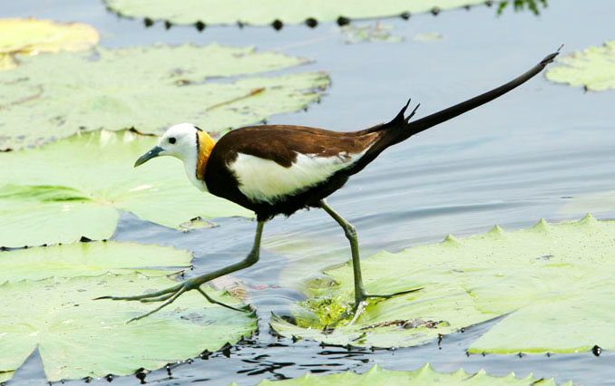 高雄的溼地公園可見到稀有的水雉。（圖∕陳世明 攝、高雄市野鳥學會 提供）