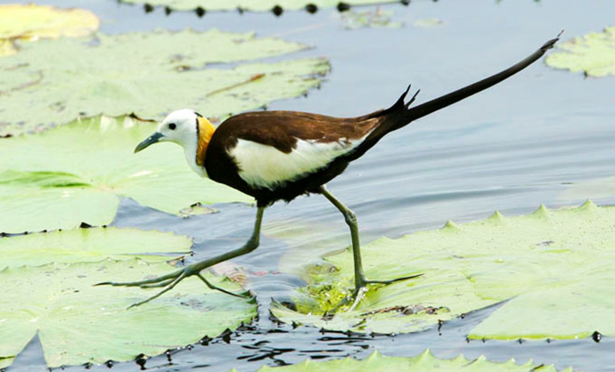 「聆聽」生物多樣性 APP帶你去賞鳥 