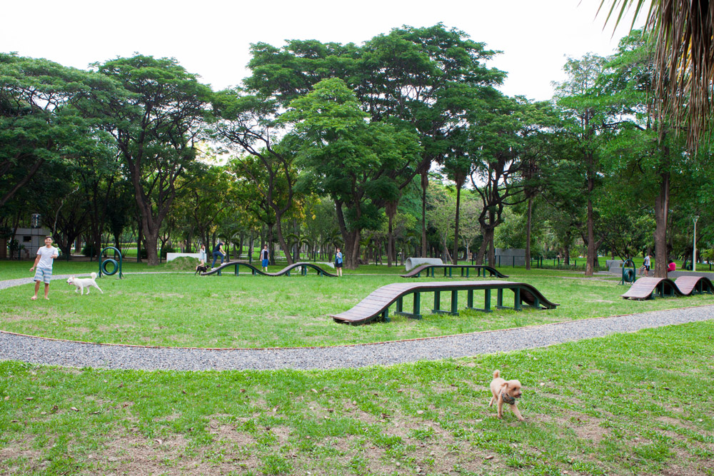 56號公車、狗狗公園　高雄友善寵物新主流