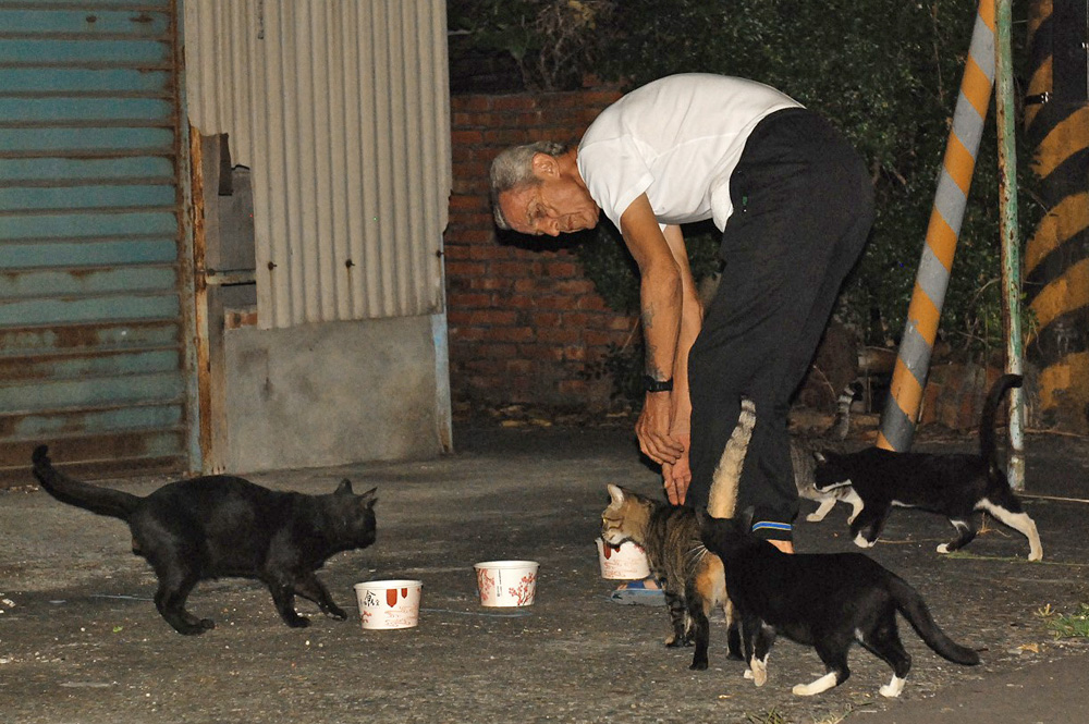 馬凱杰每天定時定點餵食流浪貓。（圖/台灣動物緊急救援小組 提供）