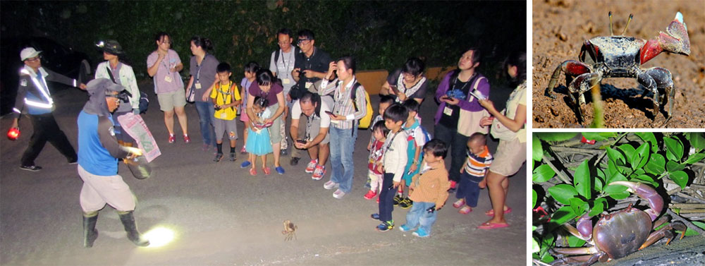 「守護陸蟹媽媽」活動讓大家學習尊重生命。（圖/台灣溼地保護聯盟 提供）