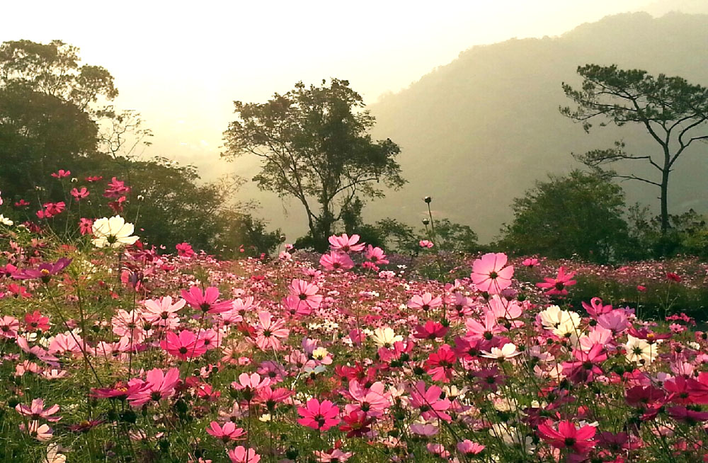 寶來里竹林20號處是鮮為人知的賞花秘境。（圖/劉秀蘭 提供）