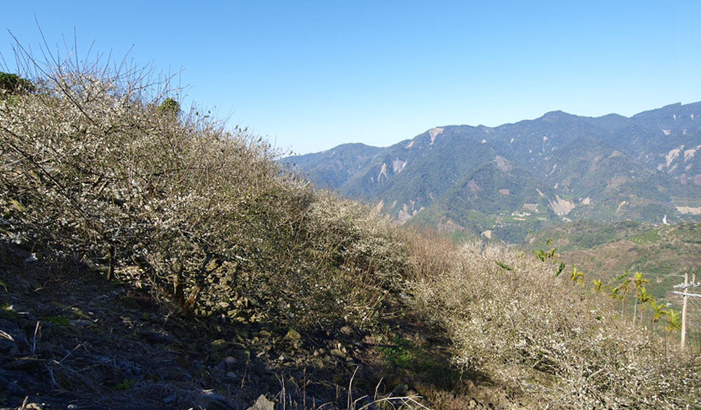 冬天在南橫公路上，可望見到山頭開滿梅花。（圖/張簡英豪 攝）