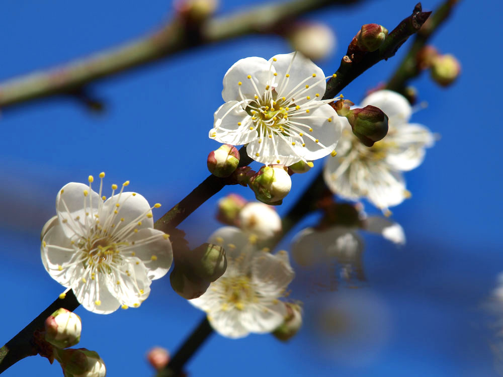 冬天正是梅花盛開季節。（圖/張簡英豪 攝）