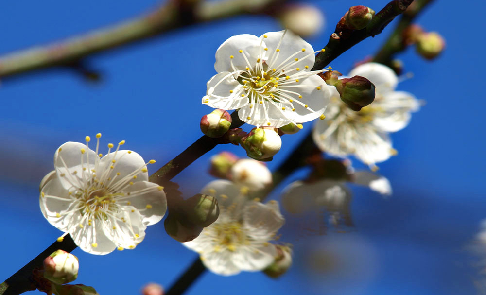 壯遊南橫　賞花、泡湯、享美食