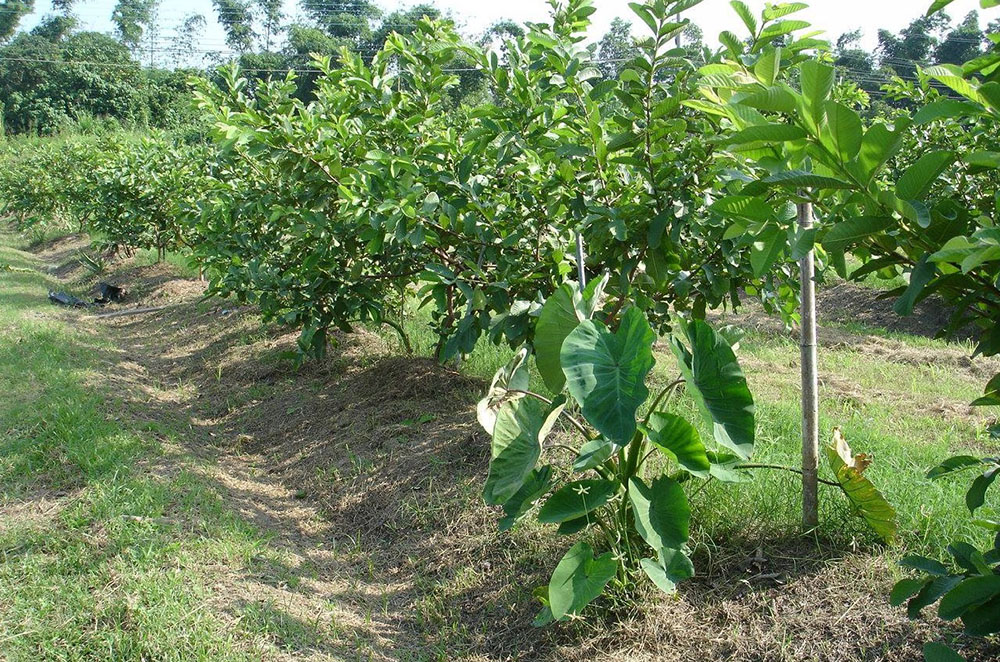 小眾芭樂完全不用除草劑，以草木共生的方式種植。（小眾芭樂提供）