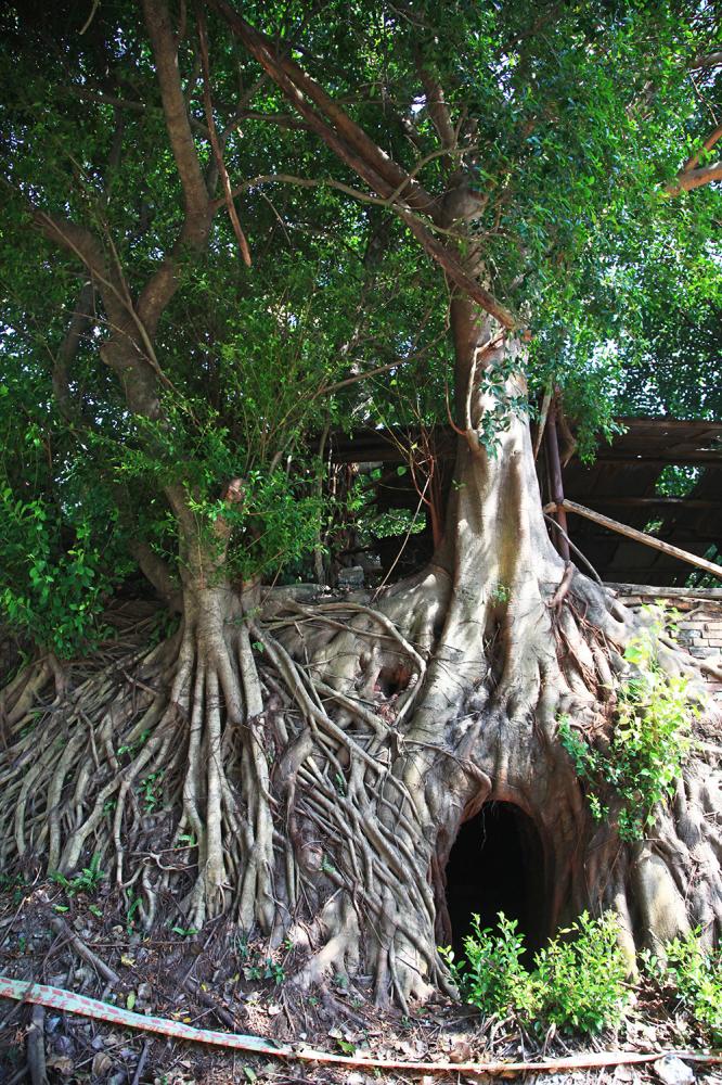 八卦窯被老樹包覆，形成宛如樹屋的奇特地景。（攝影／曾信耀）