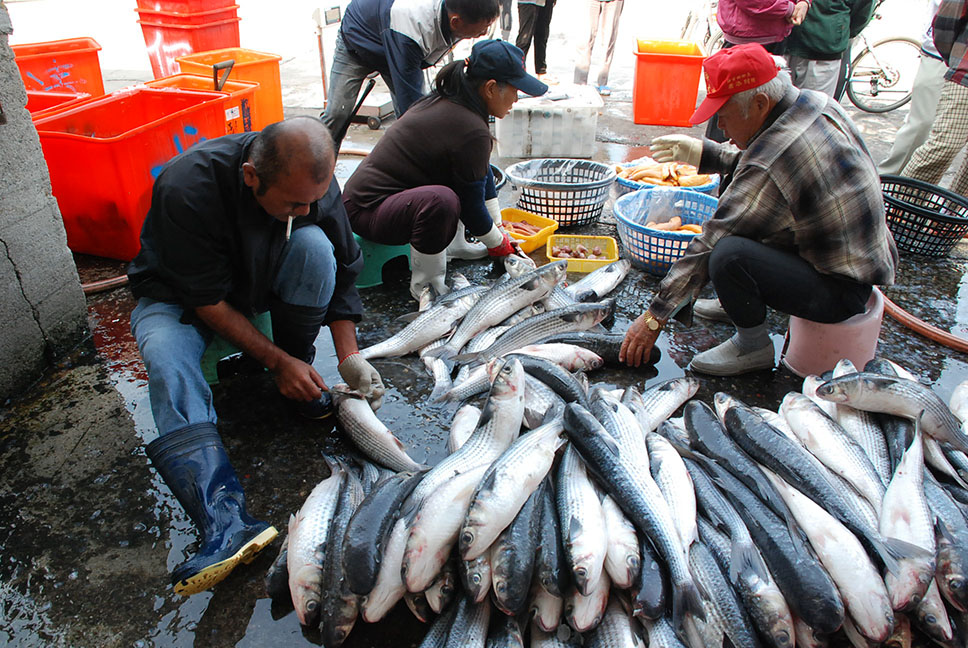 殺烏魚。（余嘉榮·攝影）