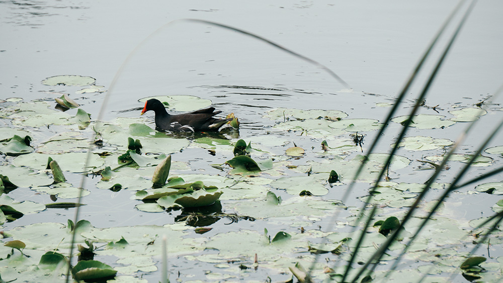 鳥松溼地公園有豐富的溼地生態。（郭宸志‧攝影）