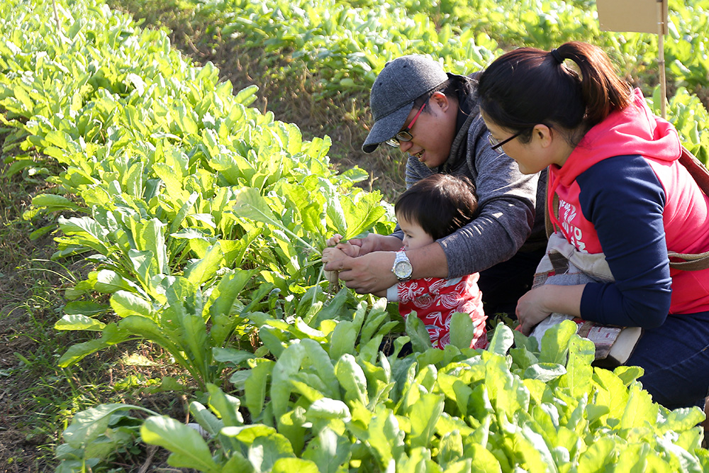 親子一同在農園中體驗拔蘿蔔的樂趣。（野上野下‧提供）