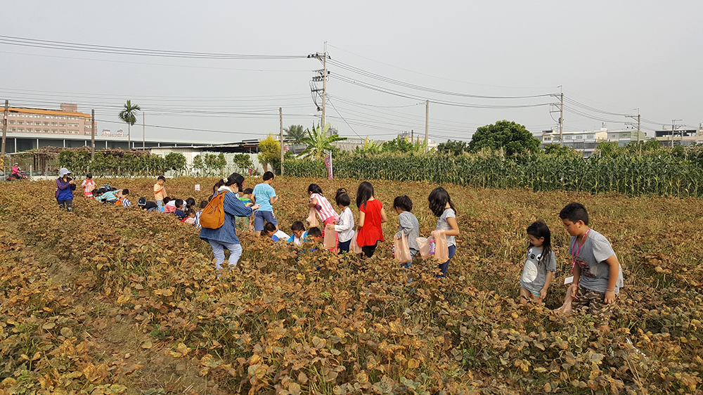 在紅豆播種前與採收時，開放讓孩子們走進農田裡親手接觸紅豆。(照片提供/大寮區公所)