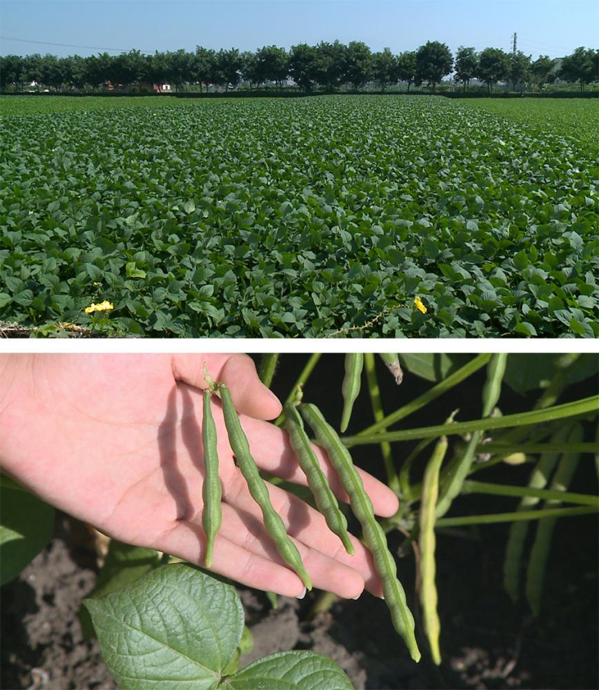 大寮紅豆的種植面積約330公頃，年產值約1.68億元，是大寮重要的農產品。(照片提供/大寮區公所)