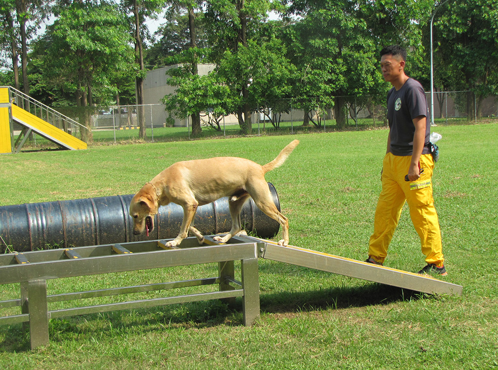 搜救犬日常訓練。（攝影／張媛榆）