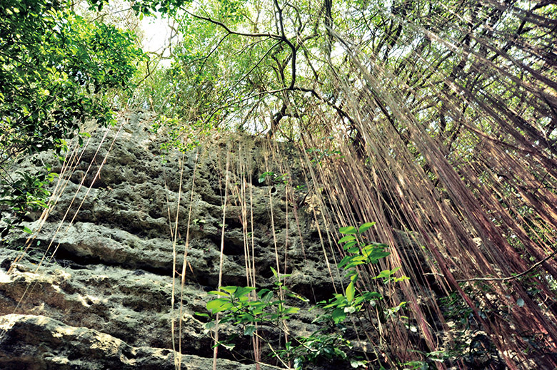 錦屏藤氣根垂盪於山谷間 Seasonvines dangling into the valley