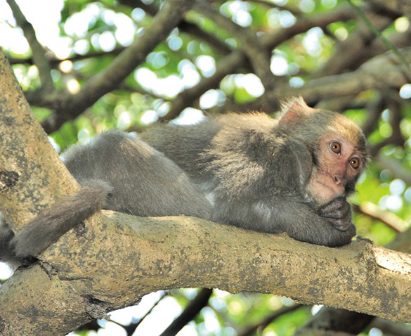 壽山彌猴 Formosan macaque