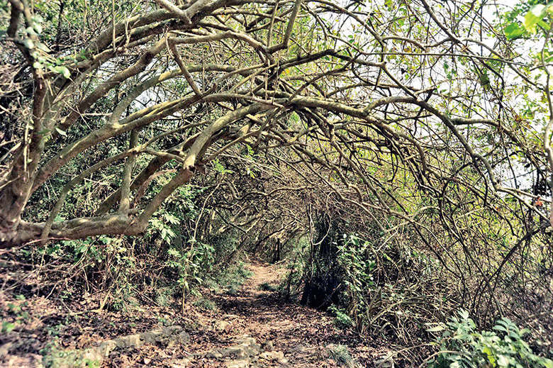 藤蔓隧道 Vine Tunnel