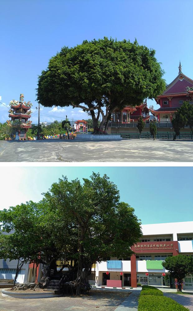 上：石安三奶宮榕樹。下：中路國小內的榕樹。（攝影／葉郁琪）