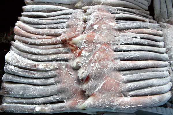 魷魚是最營養、平價的海鮮 Squid is a nutritious and inexpensive seafood.