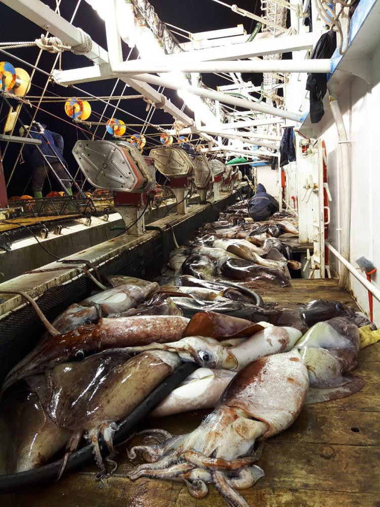 Fresh, sweet, and tender: lightly salted dried squid