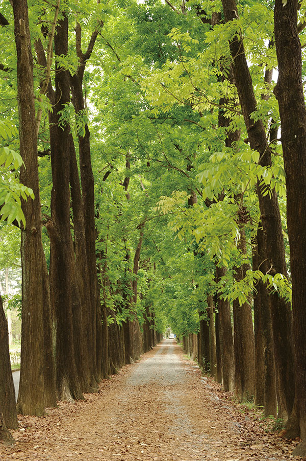六龜擁有森林與溫泉豐富的觀光資源，利用假期可以洗滌身心 Liouguei District, popular for weekend getaways, hiking and hot springs