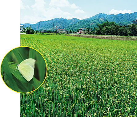 美濃的稻田景色 Rice paddles in Meinong