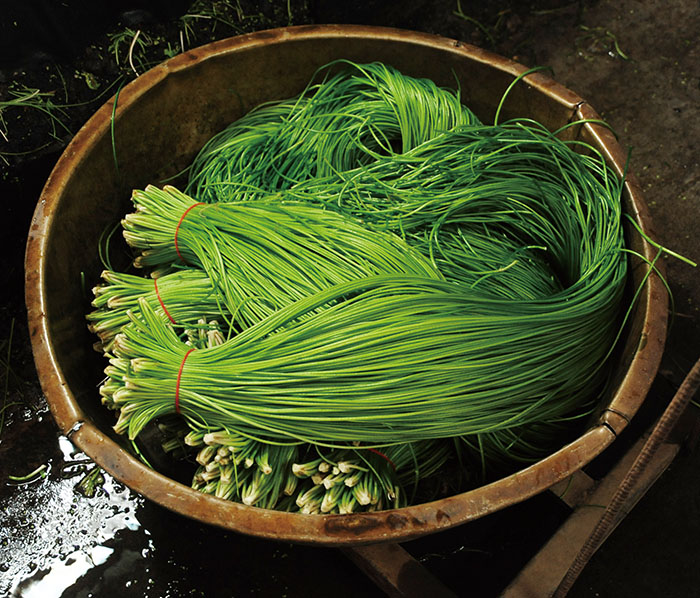 美濃野蓮 Wild lotus from Meinong