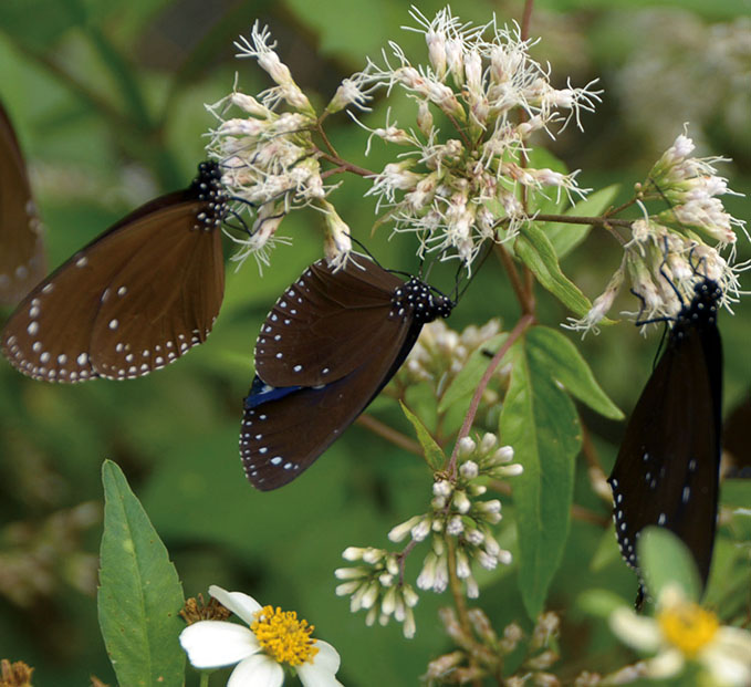 紫斑蝶 Euploeini butterflies